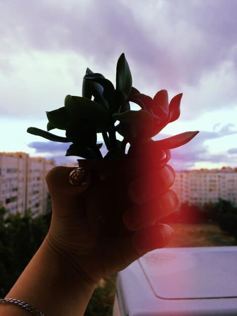 A close-up shot of a hand holding a seedling, with solar panels blurred in the background. This symbolizes investment in renewable energy and sustainable growth.