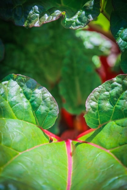 A close-up of healthy, organically grown vegetables in a community garden. The focus is on the lush green foliage and ripe produce, highlighting the garden's productivity.