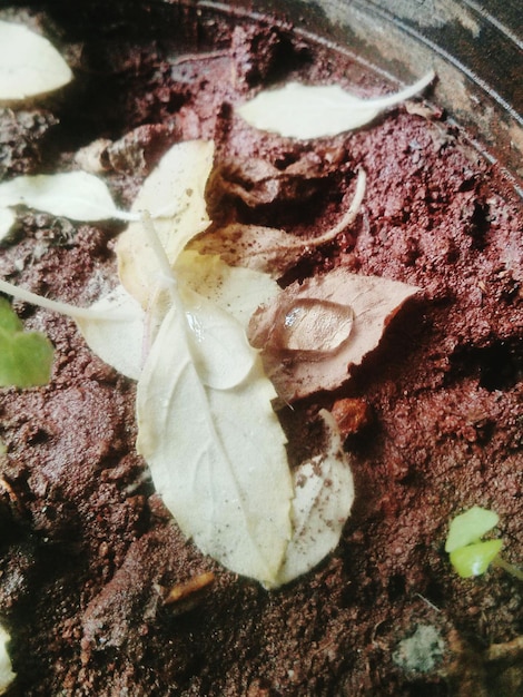 A close-up view of rich, dark compost teeming with earthworms. The compost is made of decomposed food scraps, leaves, and yard waste. This image will convey the quality of compost produced.